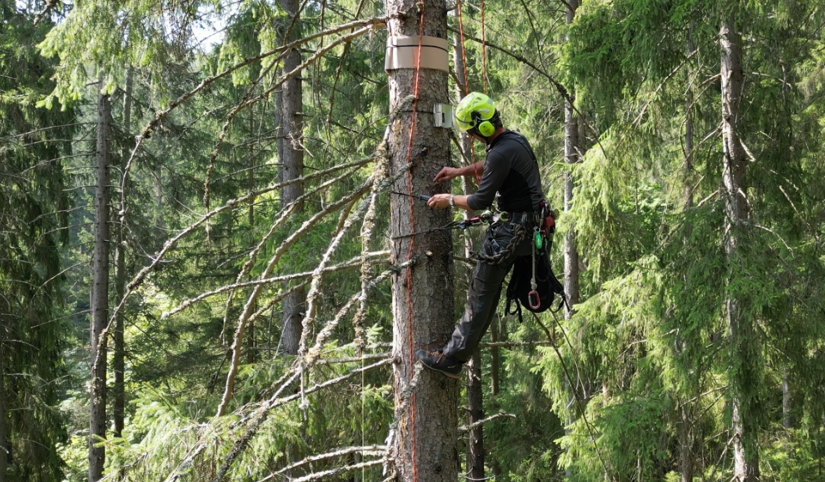 Biodiversitätsforschung in Baumkronen – FAST Pichl Projekt